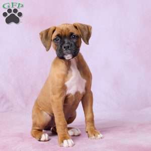 Macy, Boxer Puppy